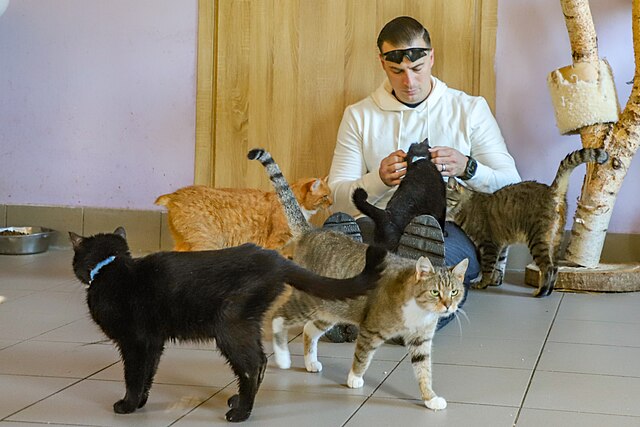 Voluntario sentado en el suelo acariciando a un gato, con 4 gatos más rodeándole