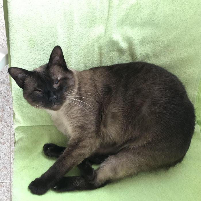 Una gata tumbada de color marrón y negro con discapacidad visual.