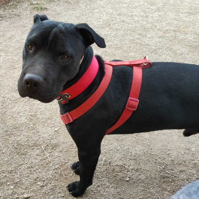 Perro de color negro, no parece de tamaño muy grande