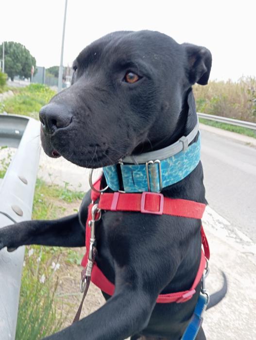 Perro negro de pie en la calle