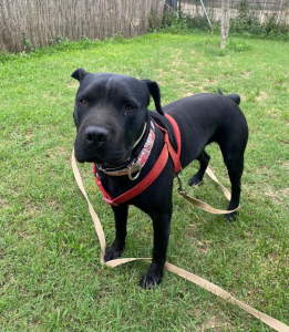 Perro negro mirando a cámara en un jardín o zona exterior con hierba