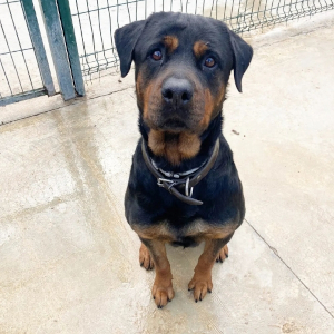 En la imagen se ve a una perra de raza rottweiler