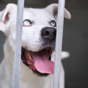 En la imagen se ve a una perro totalmente blanco y con ojos azules muy claros.
