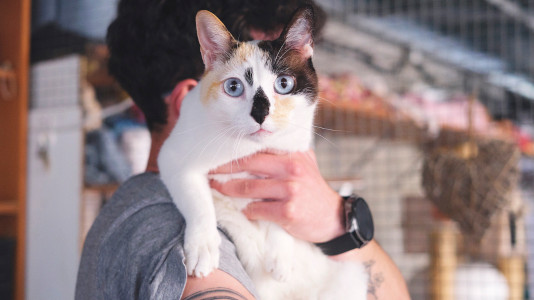 Una gata de pelo blanco, negro y naranja con ojos azules mirando a la cámara